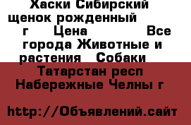 Хаски Сибирский (щенок рожденный 20.03.2017г.) › Цена ­ 25 000 - Все города Животные и растения » Собаки   . Татарстан респ.,Набережные Челны г.